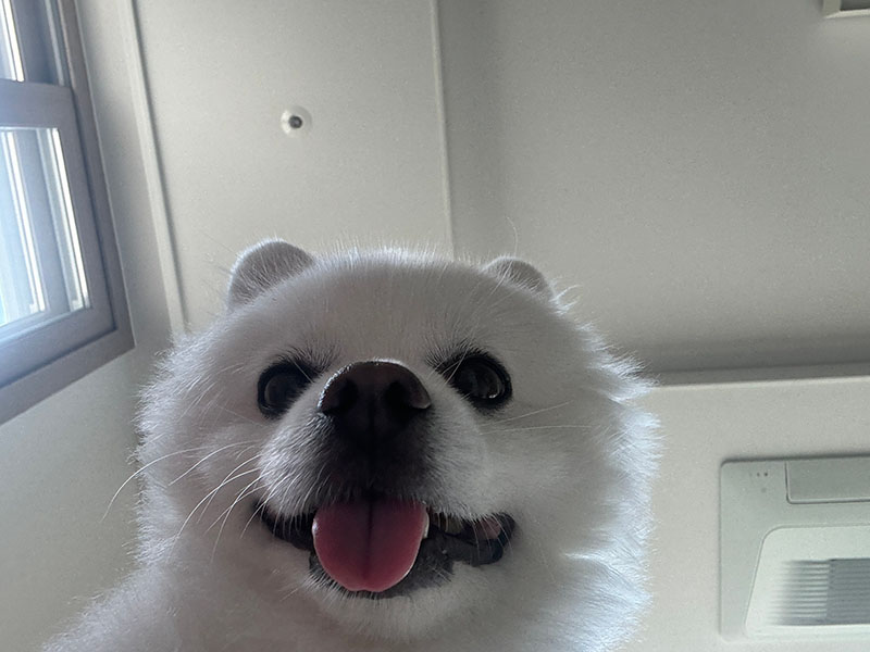 dog